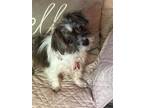 Adopt Millie a White - with Black Shih Tzu / Terrier (Unknown Type