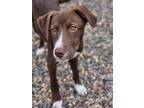 Adopt Debi a Brown/Chocolate Shepherd (Unknown Type) / Mixed dog in Pequot