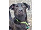 Adopt Koda a Black Labrador Retriever / Mixed dog in Pequot Lakes, MN (39031598)
