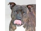 Adopt Dr. Doofenshmirtz a Black American Pit Bull Terrier / Mixed dog in Evans