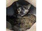 Adopt Stir Fry a Domestic Shorthair / Mixed cat in Sheboygan, WI (39031456)