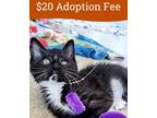 Adopt Elsie a Domestic Shorthair / Mixed cat in Oakland, CA (39047875)
