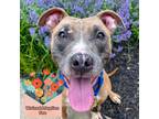 Adopt Strawberry Dream a Tan/Yellow/Fawn American Pit Bull Terrier / Mixed dog