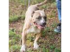 Adopt ARIEL-28145 a Tan/Yellow/Fawn Pit Bull Terrier / Mixed dog in Bartlett