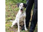 Adopt KIRBY-28126 a White - with Tan, Yellow or Fawn Hound (Unknown Type) /