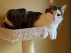 Adopt Arby'S - In Foster a Domestic Shorthair / Mixed cat in Birdsboro