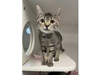 Adopt Magenta a Domestic Shorthair / Mixed cat in Birdsboro, PA (39024266)