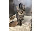 Adopt Moss a Domestic Shorthair / Mixed cat in Birdsboro, PA (39024265)