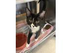 Adopt Soda Pop a Domestic Shorthair / Mixed cat in Birdsboro, PA (39055472)