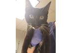 Adopt Kentucky a Domestic Shorthair / Mixed cat in Birdsboro, PA (39055469)