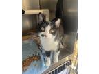 Adopt Georgia a Domestic Shorthair / Mixed cat in Birdsboro, PA (39055468)