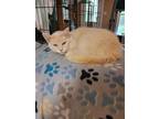 Adopt Lyla a Cream or Ivory Domestic Longhair / Mixed (long coat) cat in