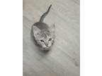 Adopt Luna a Tortoiseshell Domestic Shorthair / Mixed (short coat) cat in