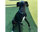 Adopt Clyde a Black Great Dane / Mixed dog in Vail, AZ (39044479)