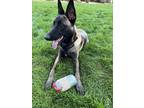 Adopt Henry - located in CO a Belgian Malinois / Mixed dog in Imlay City