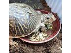 Adopt Orange Pekoe a Turtle - Other reptile, amphibian, and/or fish in Redmond