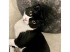 Adopt Sylvester a All Black Domestic Shorthair / Mixed cat in Washington