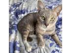 Adopt Lawson a Gray or Blue Domestic Shorthair / Mixed cat in Washington