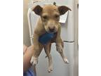 Adopt Maggie a Pit Bull Terrier / Mixed dog in Birmingham, AL (39056596)