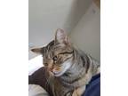 Adopt Jasper a Brown Tabby Tabby / Mixed (medium coat) cat in Joint Base Lewis