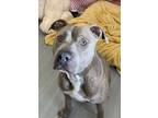 Adopt Kumar a Pit Bull Terrier / Mixed dog in LAFAYETTE, LA (39054285)