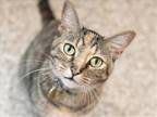 Adopt CELOSIA a Domestic Mediumhair / Mixed (medium coat) cat in Denver
