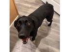Adopt Nova a Black Labrador Retriever / Mixed dog in Charlotte, NC (39056541)