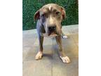 Adopt Oakley a Gray/Blue/Silver/Salt & Pepper American Pit Bull Terrier / Mixed