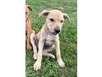 Adopt Berry Boy a Mixed Breed