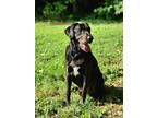 Adopt Buddy a Black Labrador Retriever / Mixed dog in Kennesaw, GA (39056411)