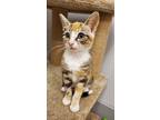 Adopt Katie a Domestic Shorthair / Mixed (short coat) cat in Heber