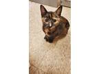 Adopt Angelina a Domestic Shorthair / Mixed (short coat) cat in Heber
