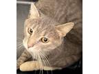 Adopt Billy a Gray, Blue or Silver Tabby American Shorthair / Mixed (short coat)