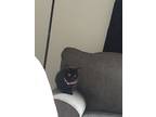 Adopt Womba a Black (Mostly) American Shorthair / Mixed (short coat) cat in