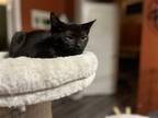 Adopt Weston a All Black Domestic Shorthair / Mixed (short coat) cat in