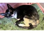 Adopt Honeydew a Domestic Mediumhair / Mixed cat in Napa, CA (39056328)