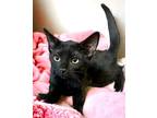 Adopt Flute a All Black Domestic Shorthair / Mixed (short coat) cat in Westlake