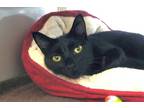 Adopt Miranda a Domestic Shorthair / Mixed cat in Escondido, CA (39056244)