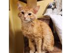 Adopt Cheeto bonded with Oreo a Orange or Red Domestic Mediumhair / Mixed cat in