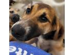 Adopt Dobi a Black Mixed Breed (Medium) / Mixed dog in Chatham, VA (39034704)
