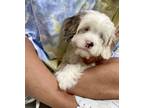 Adopt Ana a White - with Gray or Silver Cavapoo / Mixed dog in New York
