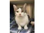 Adopt Toby a White (Mostly) Domestic Shorthair (short coat) cat in Peace Dale