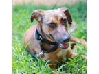 Adopt Scrabble a Tan/Yellow/Fawn Hound (Unknown Type) / Mixed dog in Lihue