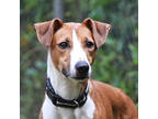 Adopt Boggle a Tan/Yellow/Fawn Hound (Unknown Type) / Mixed dog in Lihue