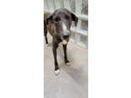 Adopt Jenga a Brown/Chocolate Greyhound / Mixed dog in Lihue, HI (39056060)
