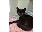 Adopt Rudy a Domestic Shorthair / Mixed cat in Stouffville, ON (39055974)