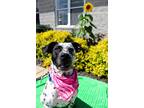 Adopt Merida a Dalmatian / Boxer / Mixed dog in Indiana, PA (39032527)