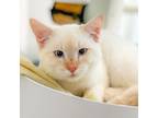 Adopt Aspin a White Domestic Shorthair / Mixed cat in Great Falls, MT (38937403)