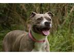 Adopt Megan a Gray/Blue/Silver/Salt & Pepper Mixed Breed (Large) / Mixed dog in