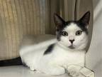 Adopt NIKKI a White Domestic Mediumhair / Mixed (medium coat) cat in Tustin